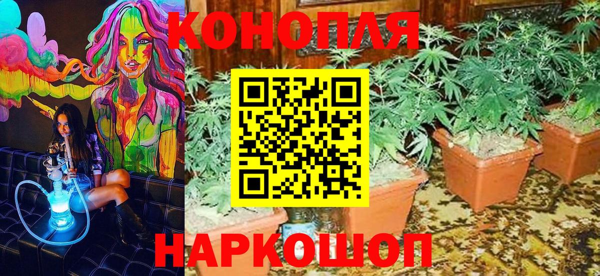 Конопля OG Kush  Каннабис ГИДРОПОН  Конопля VHQ  Новороссийск  Вход с VPN  Бошки Шишки OG Kush 